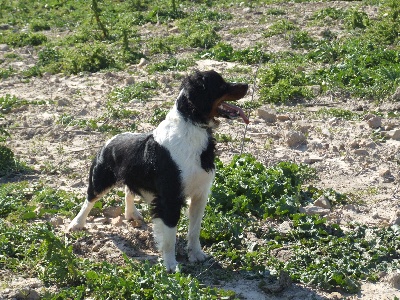 de la cousquille - BOB est CHAMPION DE PRINTEMPS