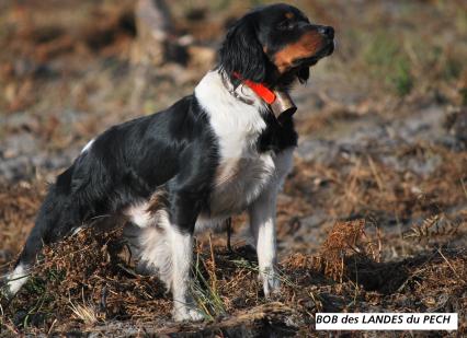 TR. CH. Bob Des landes du pech